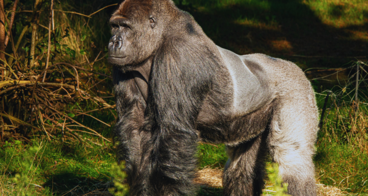 Uganda Gorilla Trekking