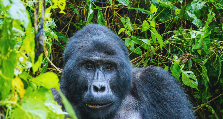 Uganda Gorilla Safaris & Tours