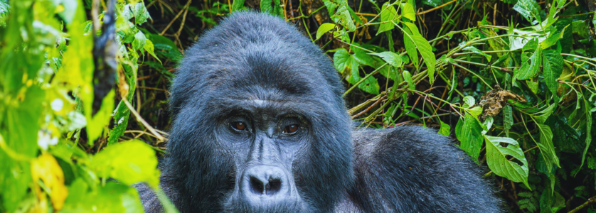 Uganda Gorilla Safaris & Tours