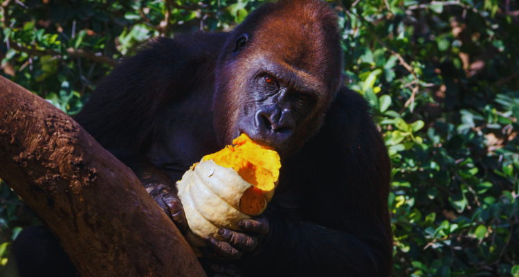 Gorilla Habituation