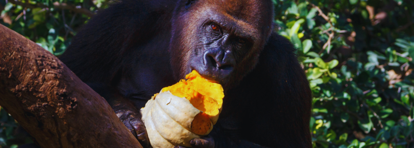 Gorilla Habituation
