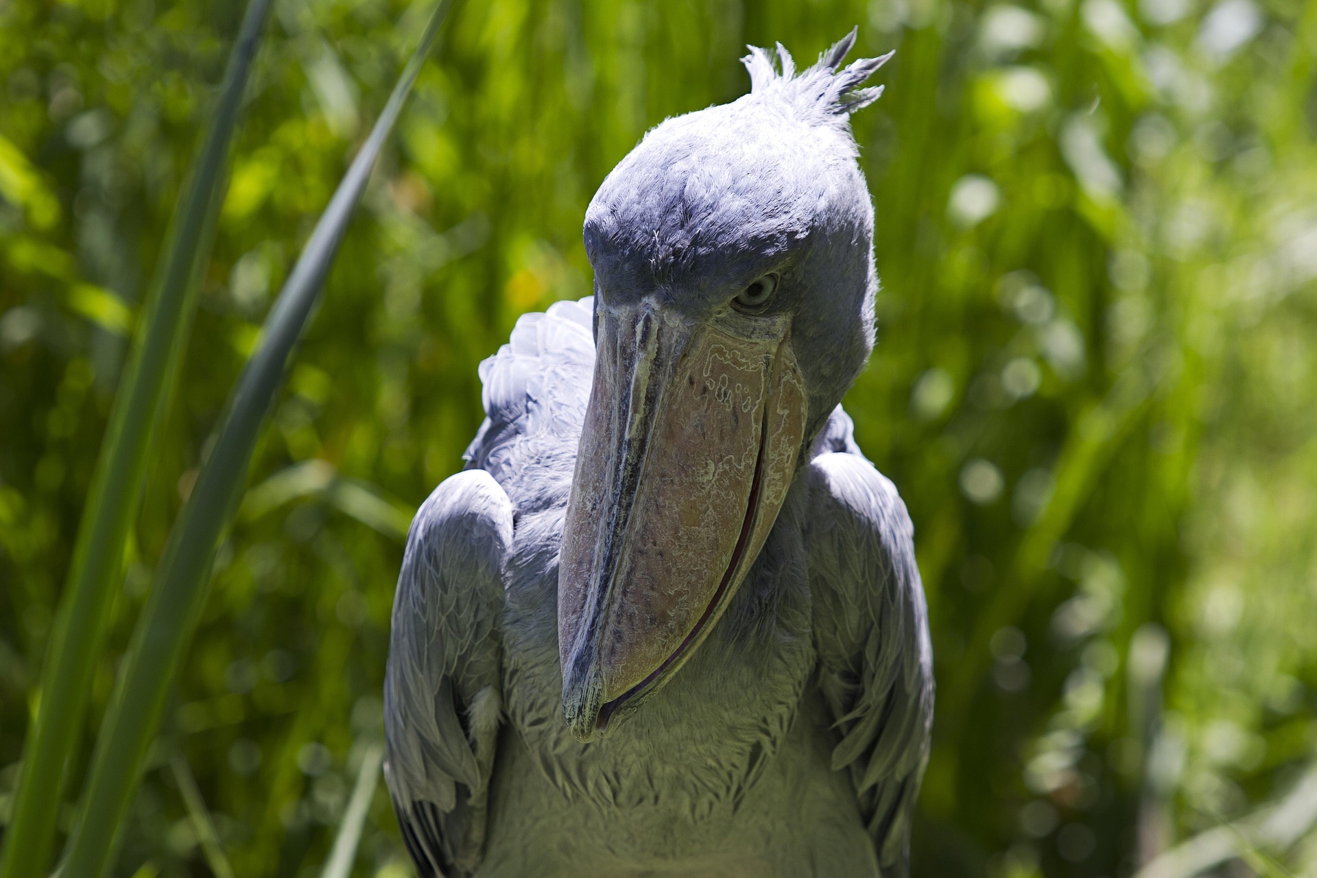 Birdwatching in Uganda
